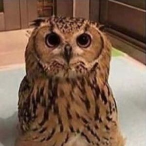 Meet your Posher, Ella